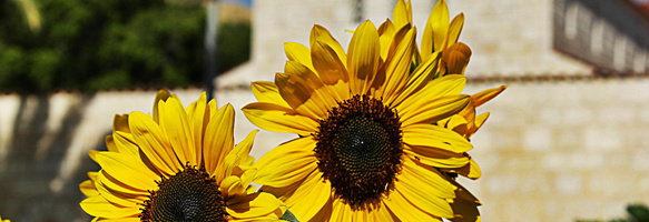 Sonnenblumen vor der Brotvermehrungskirche in Tabgha.