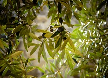 Olivenbaum in der Sonne